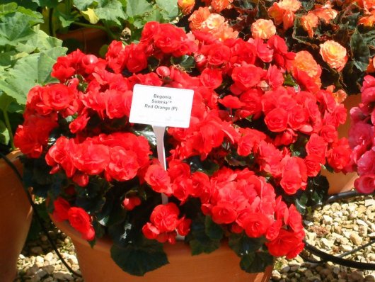 B. ‘Solenia Red Orange’